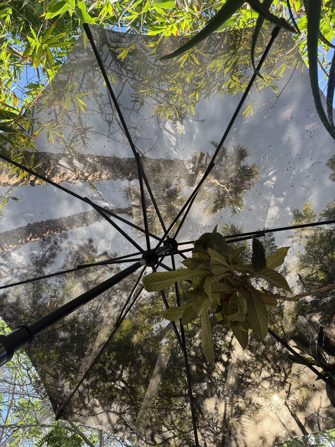 Trees and open sky seen through the Sunglass canopy