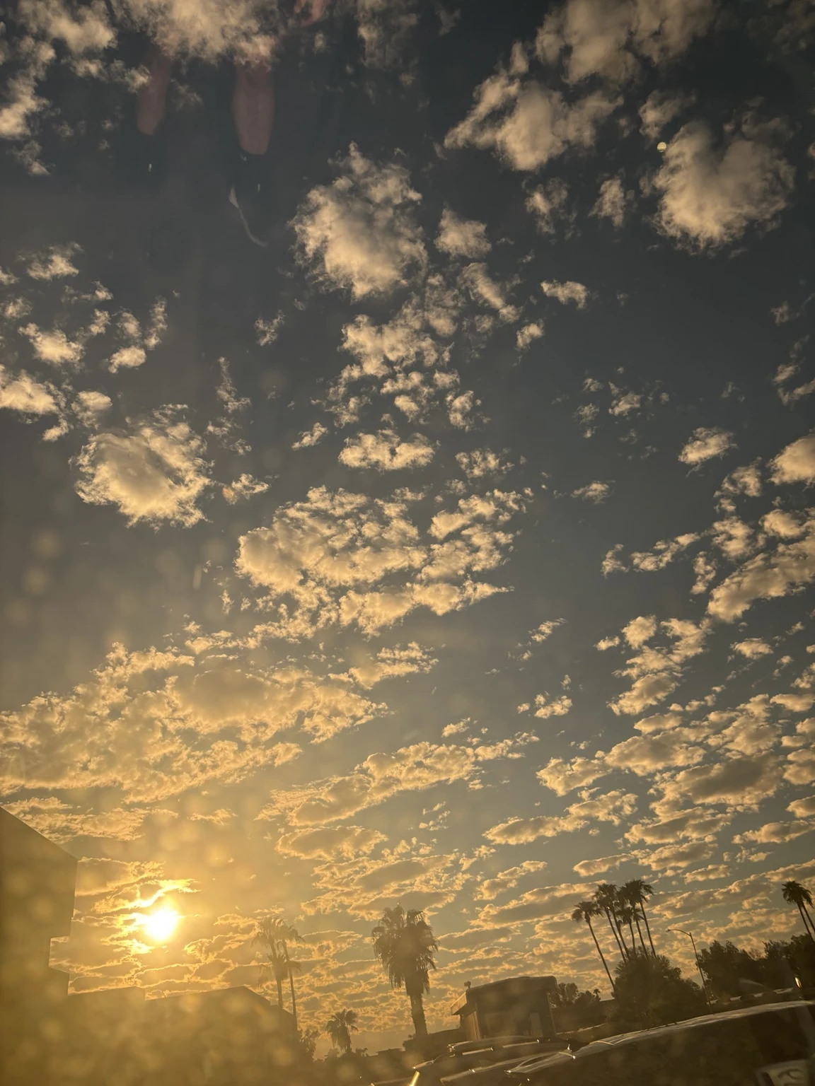Soft golden clouds over silhouetted palm trees